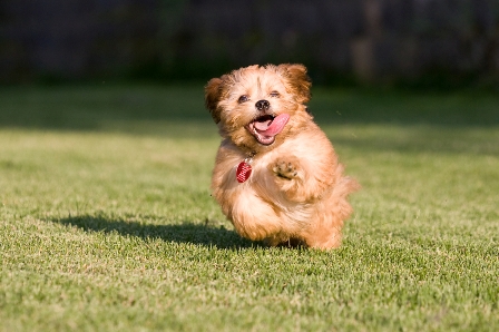 Puppy Running.ashx