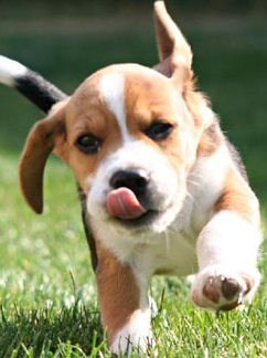 beagle-puppy-running