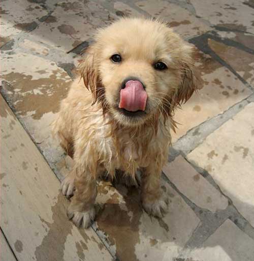 loves-to-swim