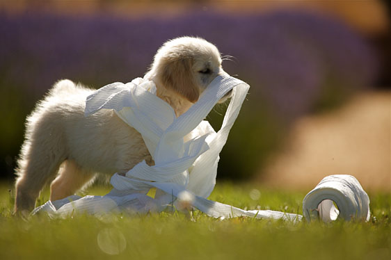Puppy with Toilet paper roll